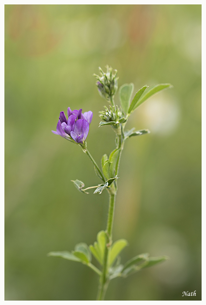 113162565_Fleursauvage.jpg.20e8d750bfea8bdf492a22096d8f2616.jpg