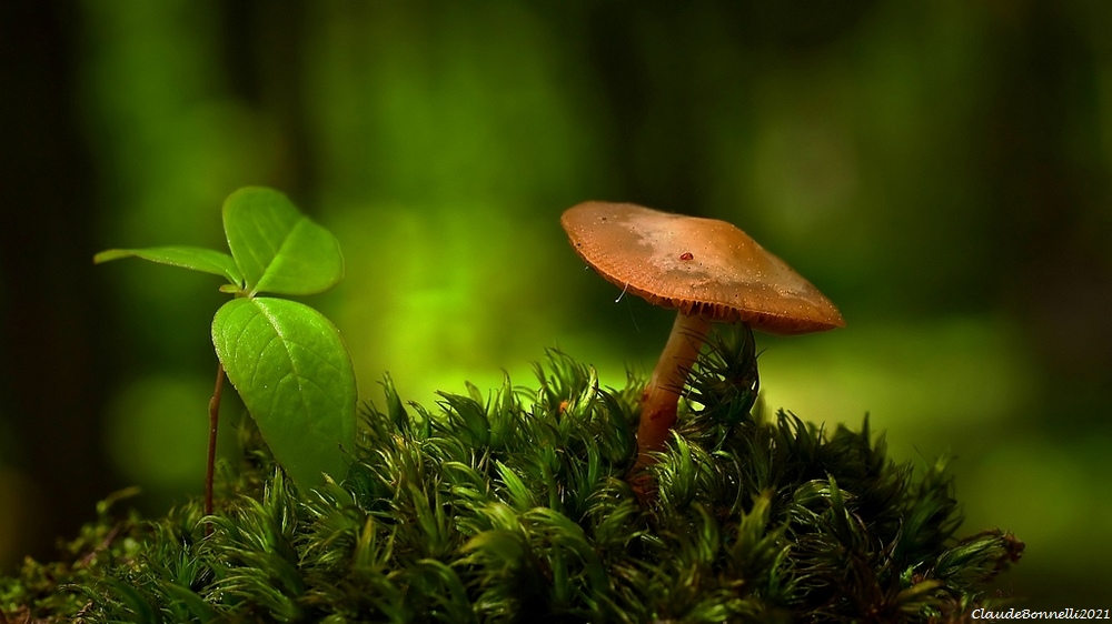 1479.jpg.8d6c9ca7628b709807d4b782e431571e.jpg