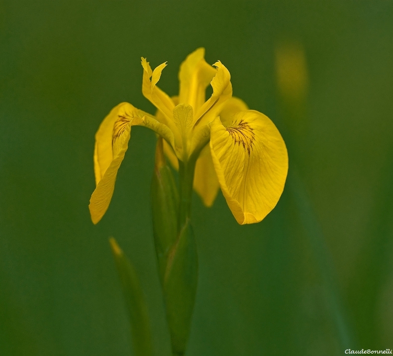 1714233024_irisjaune.jpg.e247bafff2115beea204526e3bfb05c9.jpg