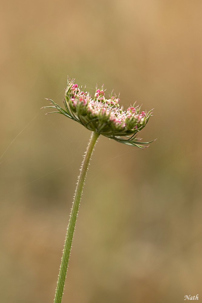 2015420190_Carottesauvage.jpg.3c4b42f9a6212881a79af85d57f48fee.jpg