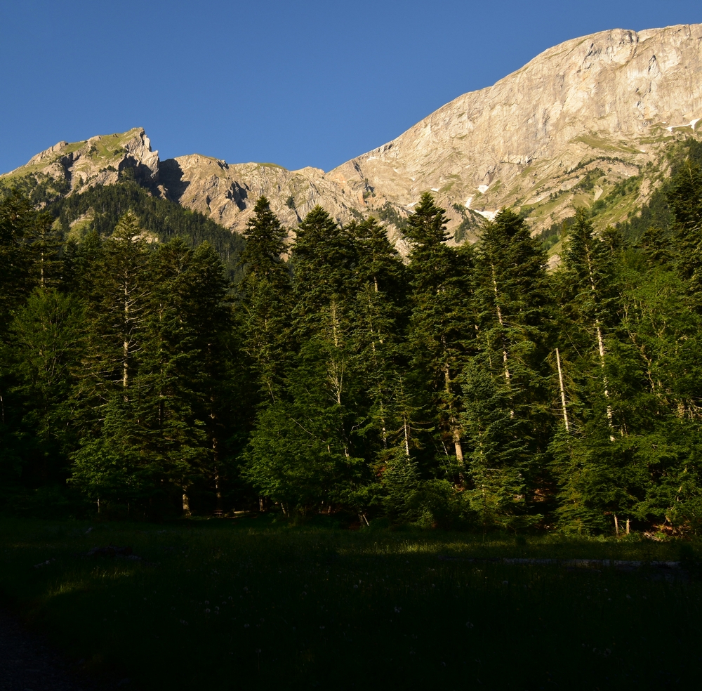 610184568_cherchelarbre.jpg.3cf7a22bcf07fb7df395c3c76b5526c9.jpg