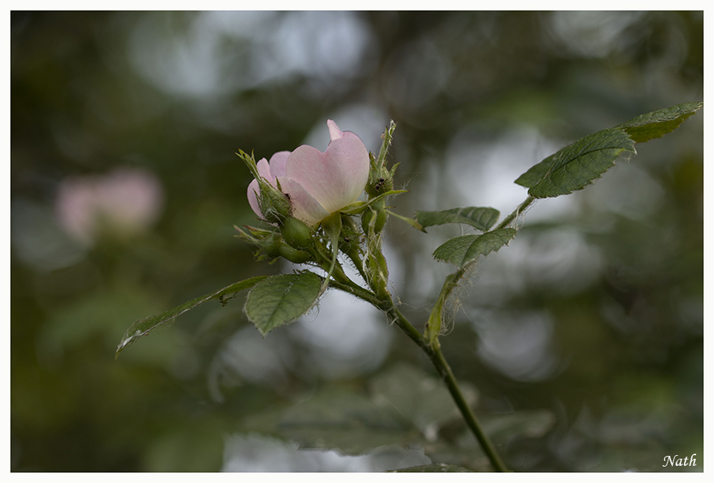 665368635_FleurdEglantier.jpg.9dd20d488d5f9ecc2ab4065b7e6ffaba.jpg