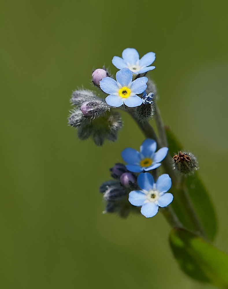 675388097_5.6100mm-400CanonEF100mmf-2.8LMacroISUSM-_K5A2605.jpg.02c6fb7fccb5f8cdd0f2e2c9d5d3ec84.jpg