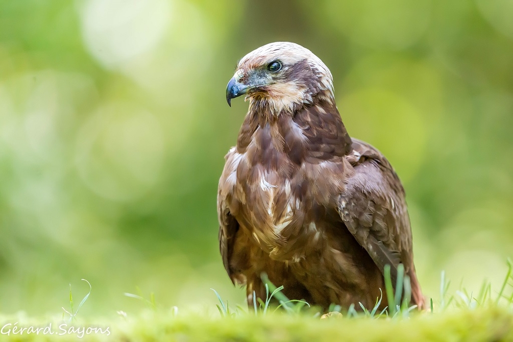 _DSC3917 - Copie.jpg