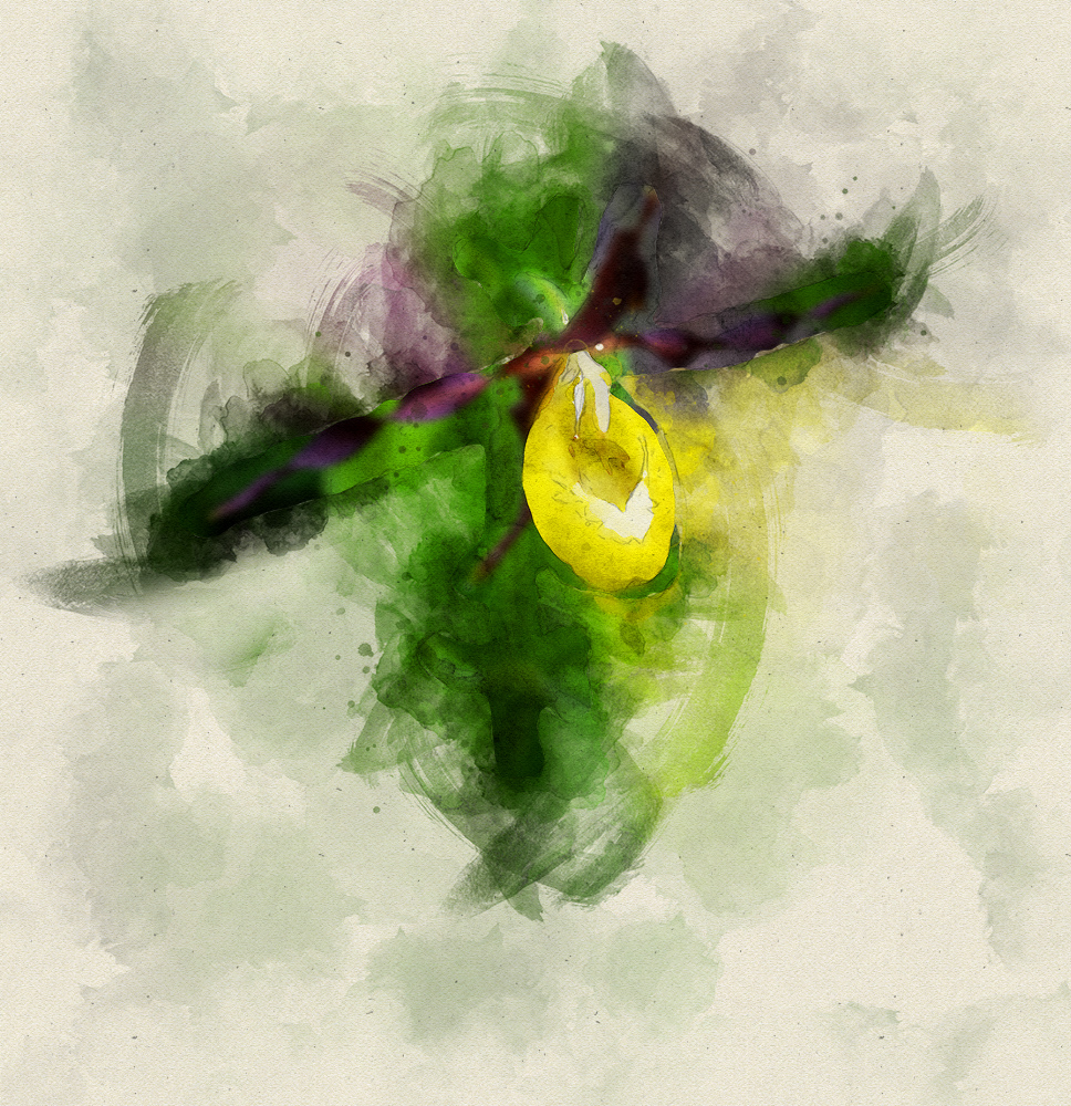 83351108_SabotdeVnusIMG_2739aquarelle.jpg.848b7b11a935029008637cf51a9621cd.jpg