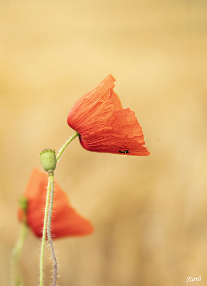Coquelicot_6.jpg.0f94de46e90af328c89f5e3198fe5638.jpg