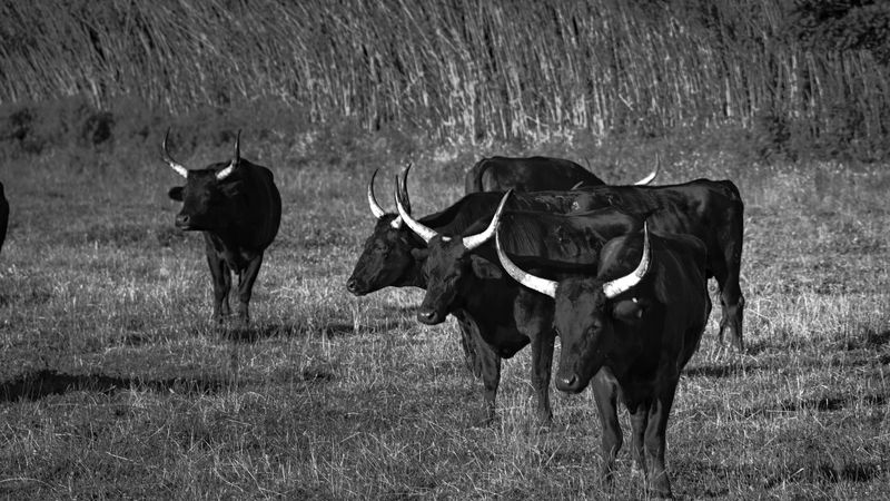 DSC03871.jpg.c063c6122a51f33885f6445f08702ae1.jpg