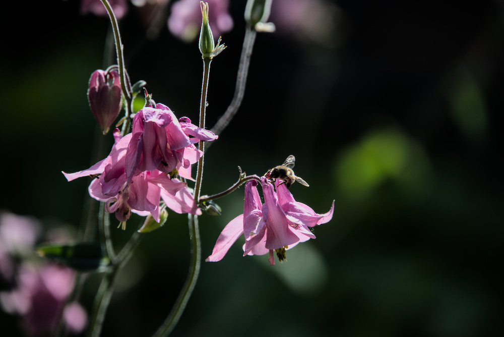 DSC_0017.jpg.7929a53d8dc2b2c837d74abb79f694c4.jpg