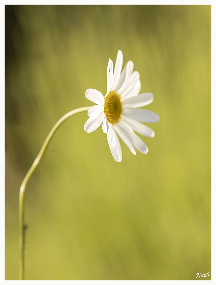 Marguerite_1.jpg.8427bf391923ae6363c8afb07b291aea.jpg