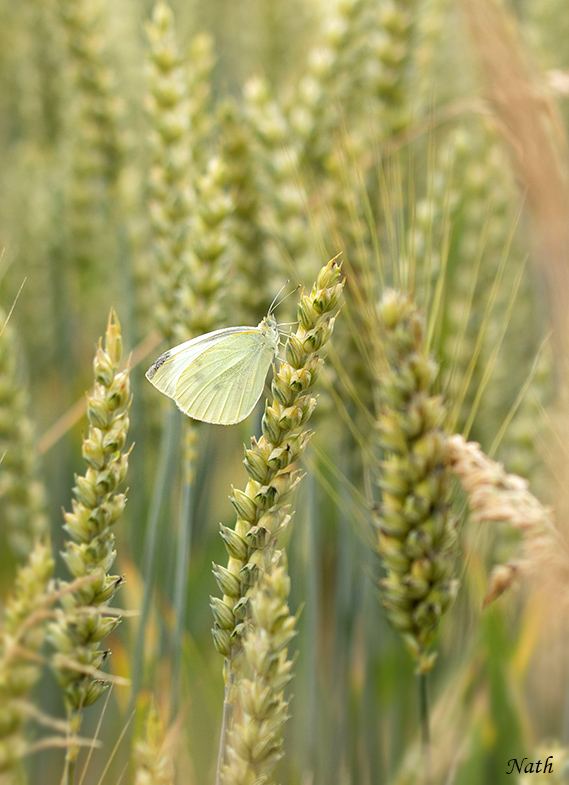 Papillon.jpg.2e9b429620b0dcdf067f145a719d04b7.jpg