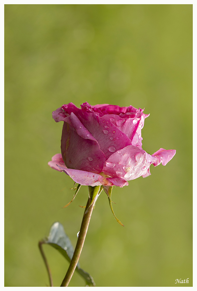 Rose.jpg.7119744071334f1073b0b606b5e30f1c.jpg
