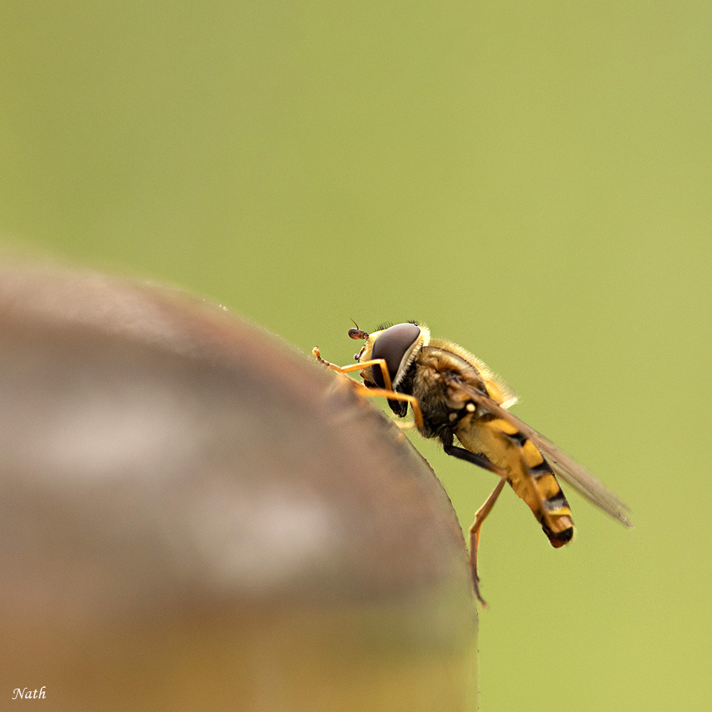 Syrphe_2.jpg.a4ed83646b1022572d9a4c446191bd8c.jpg