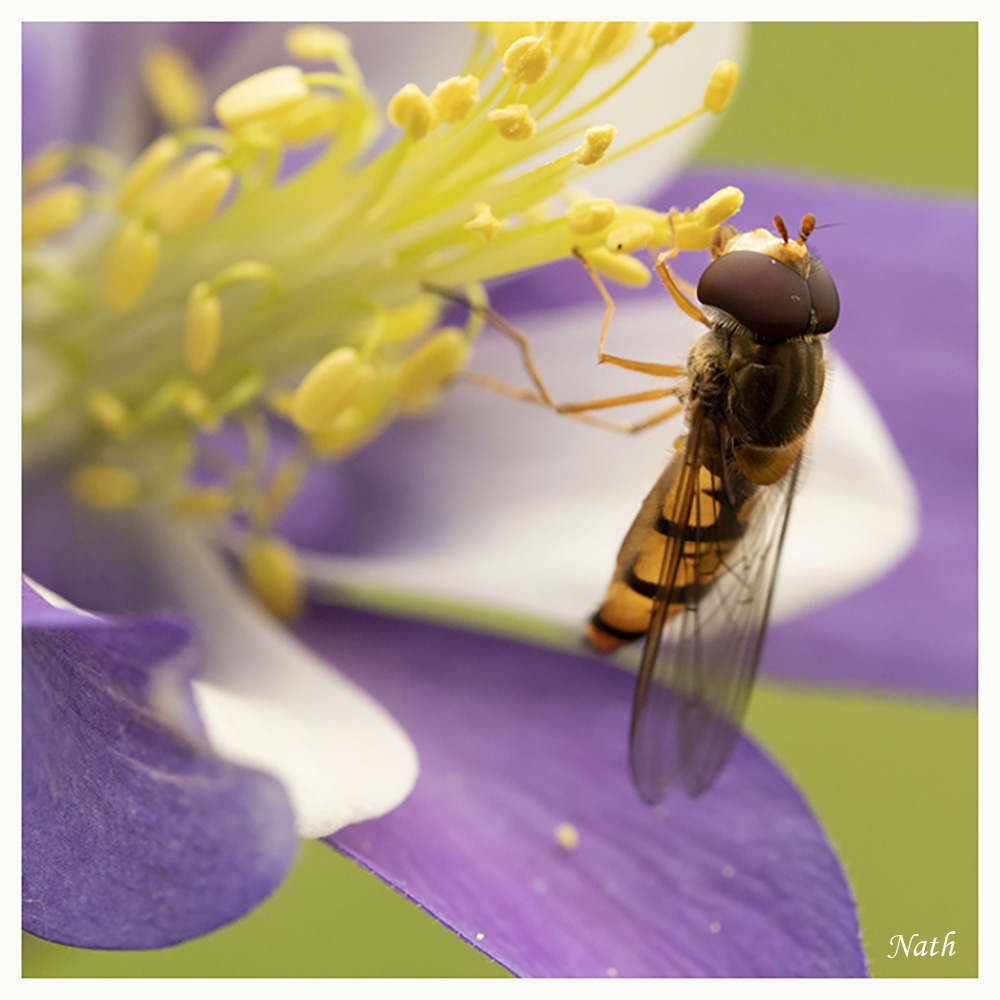 Syrphe_6.jpg.43caba9f11794cf7fa5b66c3ece7a349.jpg
