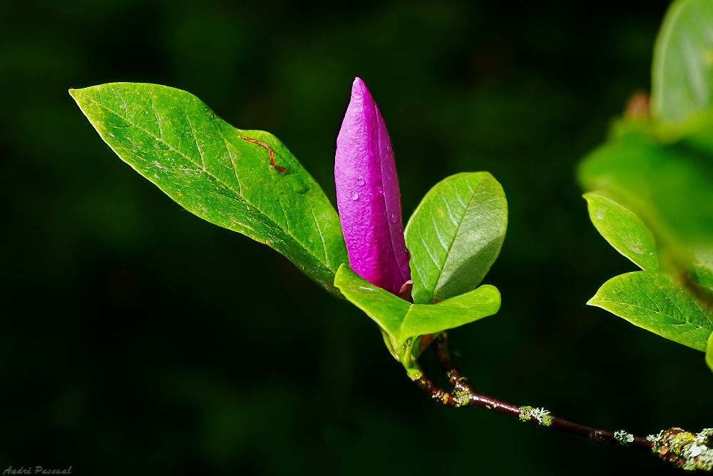 Tulipier_1_1000.jpg.fcd8c9fb3bb4bc85ec0a888668232033.jpg