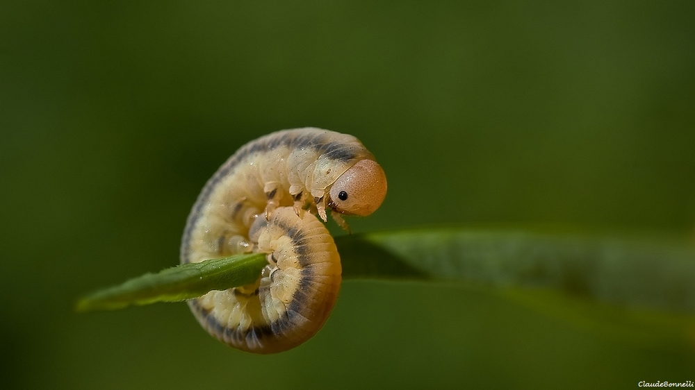chenille-9161.jpg.cfdf93fa306298eb4409b687acae27db.jpg