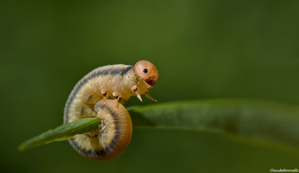 chenille-9164.jpg.dd3ea783992b0c76d4f0531d9b83e141.jpg
