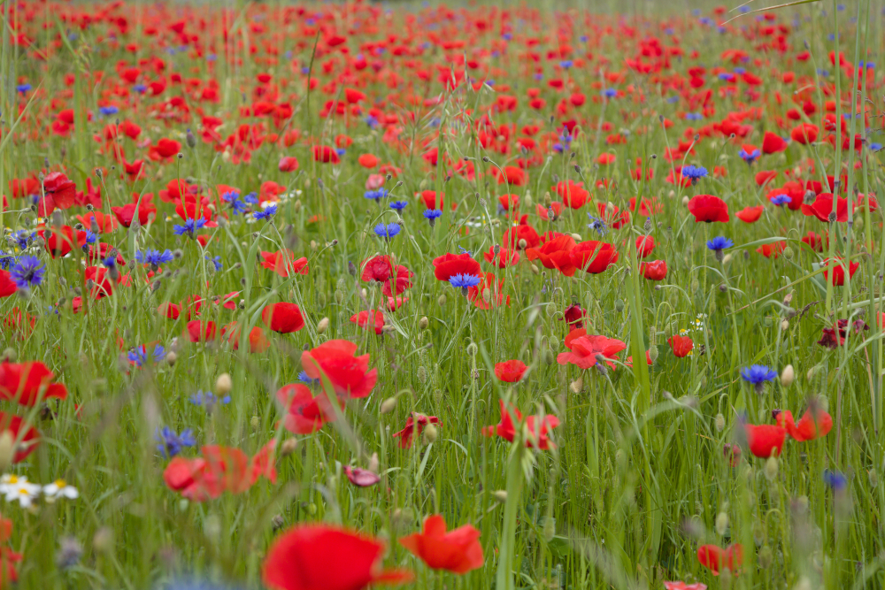 cocquelicots0050.jpg.c0300929830b14f936be3c2204fafe8f.jpg
