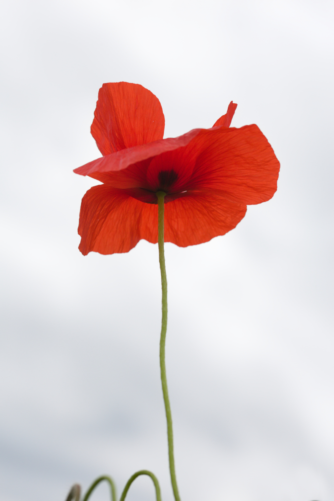 coquelicot0059.jpg.524384c4f22f37138c80a4c477e1bc4c.jpg