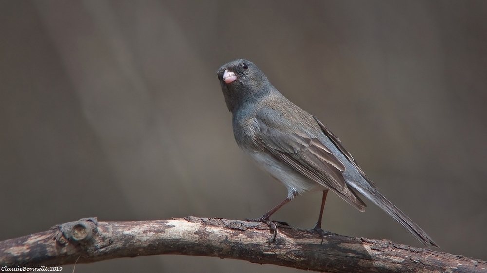 junco-1336-filtered.jpg.ce2e8fa35723a7218a10ca32b57fcb6c.jpg