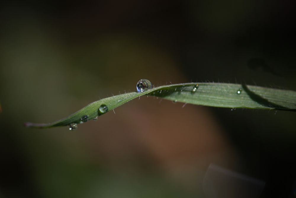 vrille6742R.jpg.4979f269c5d688da49e6e478e953cd4f.jpg