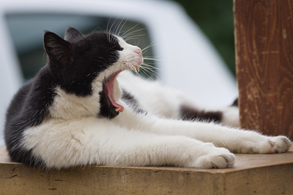 yawn0851.jpg.63476e3fc61cdf15644a1311ca25cde1.jpg