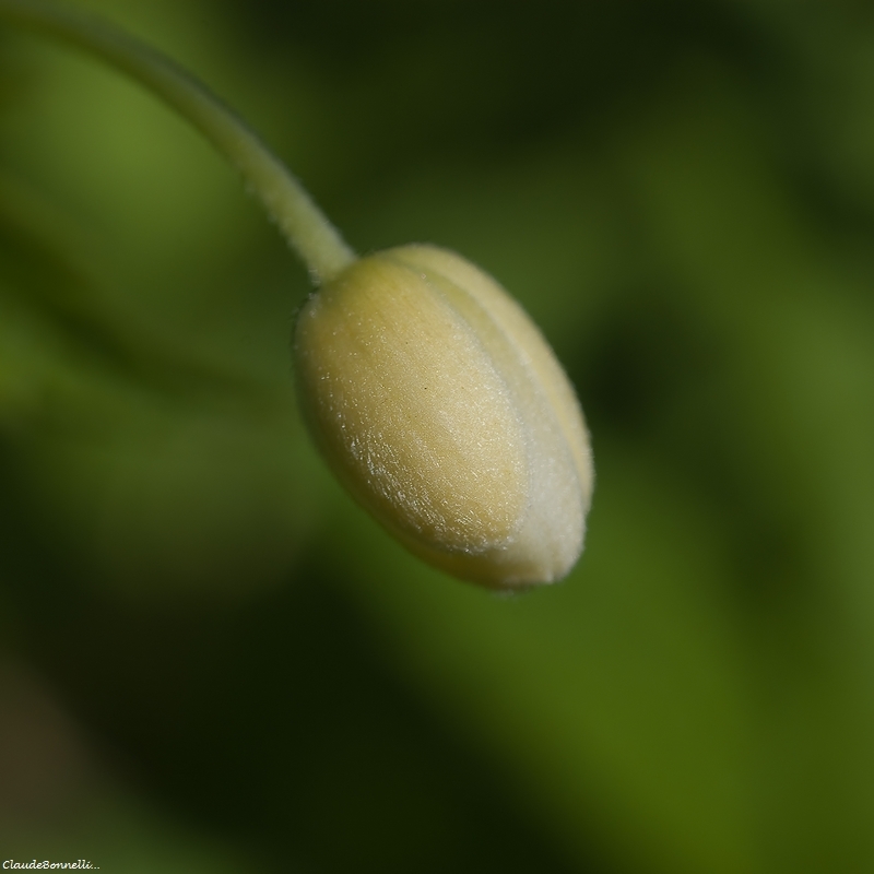 1-0173.jpg.e00d24aeb427969398d096a2501ca6a0.jpg