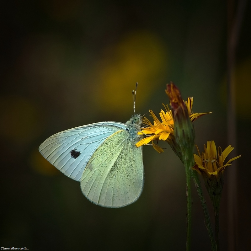 1.jpg.a57202cd77d520c75a7f57d98425577e.jpg