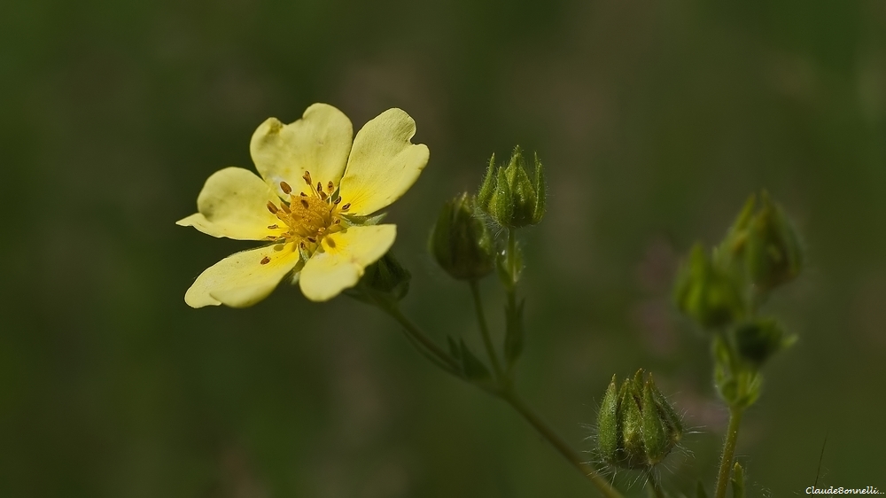 1204632895_POTENTILLEJAUNE_filtered.jpg.3b86f069b9399eab827d18019bd24d5a.jpg