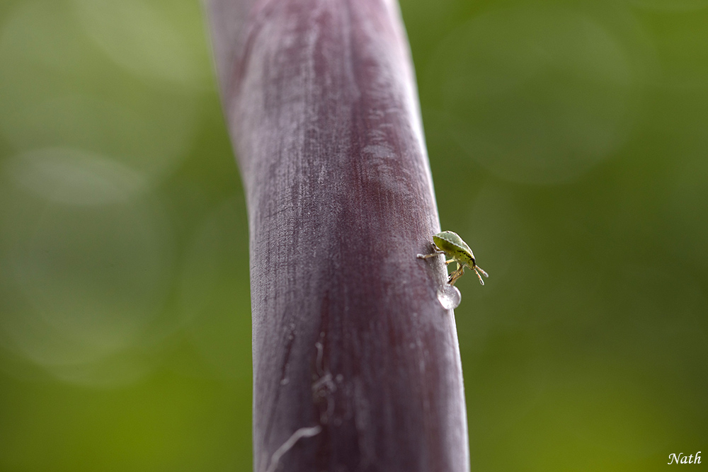 1667650756_Petitinsecte.jpg.b1ec7ead58b7c997d266cfbd7335439a.jpg