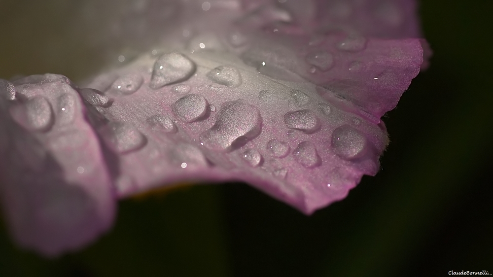 1_filtered.jpg.1535f17849a64b906f9d308aa66ee3aa.jpg