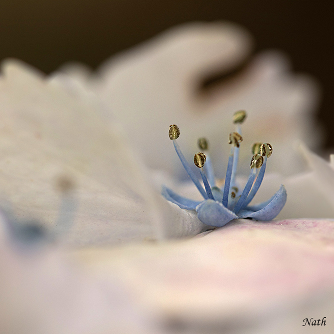 2010488233_Hortensia_8b.jpg.664bb5614a64d5718edb809bd13ad03f.jpg