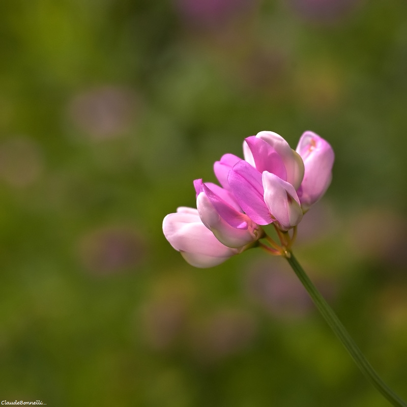 442228386_Coronillebigarre.jpg.0c6542c68a6d4b28fb68fb5d43bcbf62.jpg