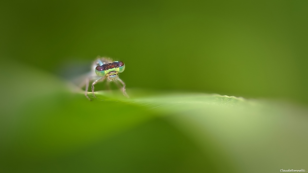 472884346_GLOBEOCULAIRE.jpg.d67e28184d98cd2157210ac66c6fe5ed.jpg