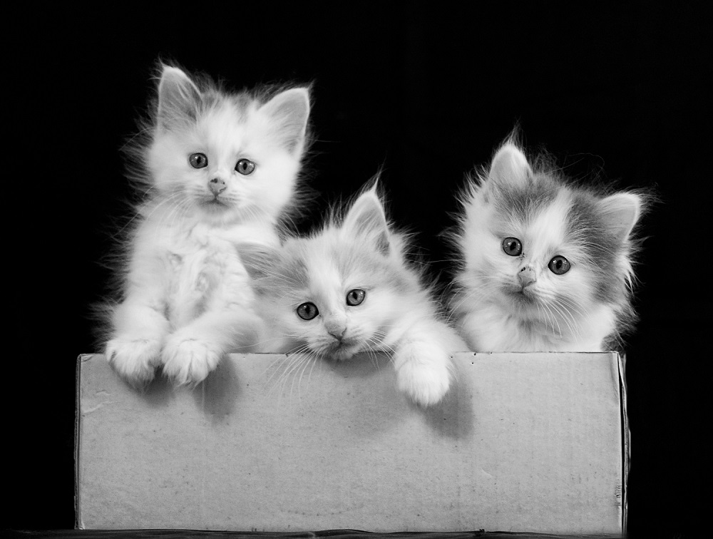 5966175c65a4b_3chatons1f2p.JPG.fcea0bb1190dd515ff027e61bba567e1.jpg