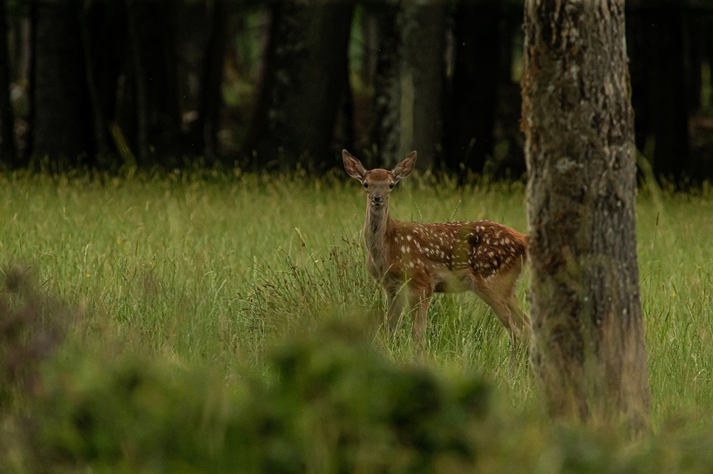AV4R8479 - Copie.jpg