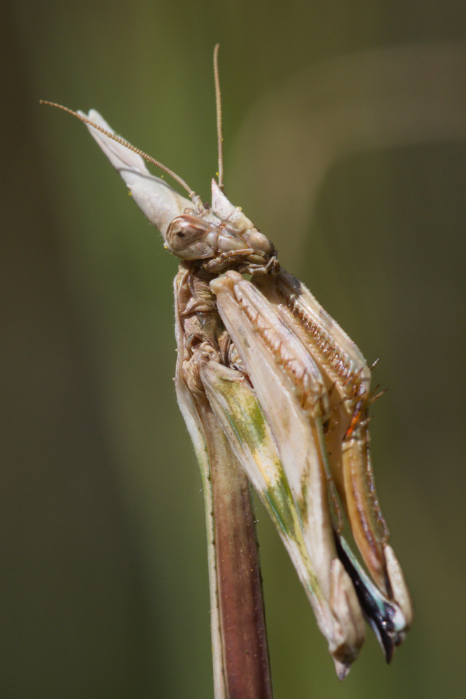 Alien1661.jpg.b654f90491eb9472e9d29515960b733f.jpg