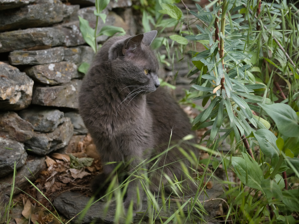 CHAT1424.jpg.178ec4c54385e636218fdcd3c0481c09.jpg