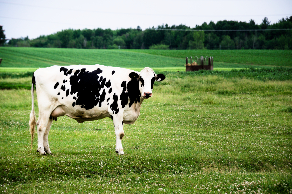 Cow.jpg.c07fd44c056c323c28c3764d6ae825d5.jpg