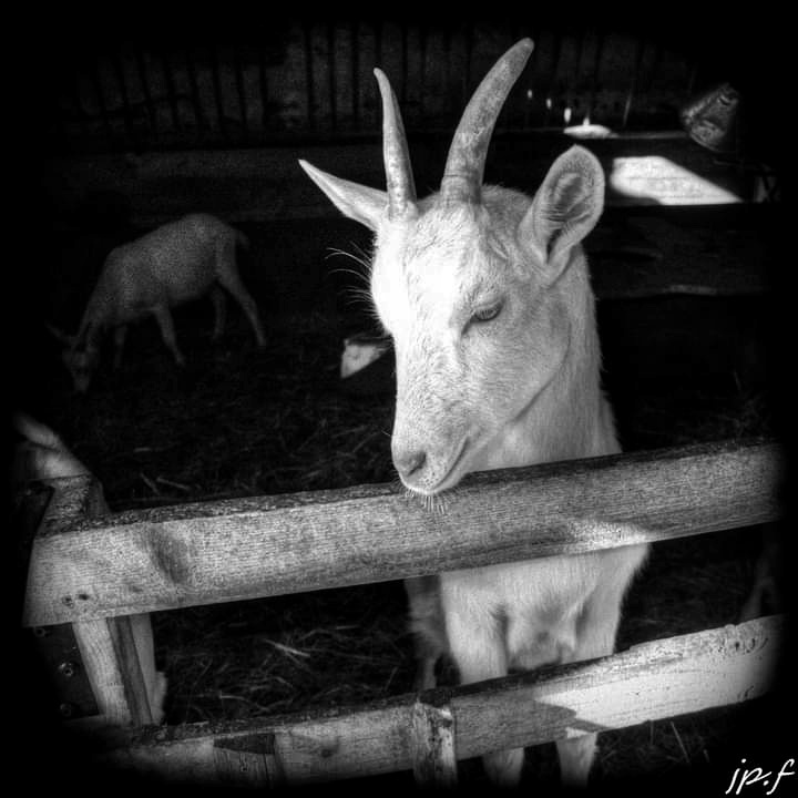 FB_IMG_1625292654107-01.jpeg.fe6701ab872f073242c8f5327e83fd99.jpeg