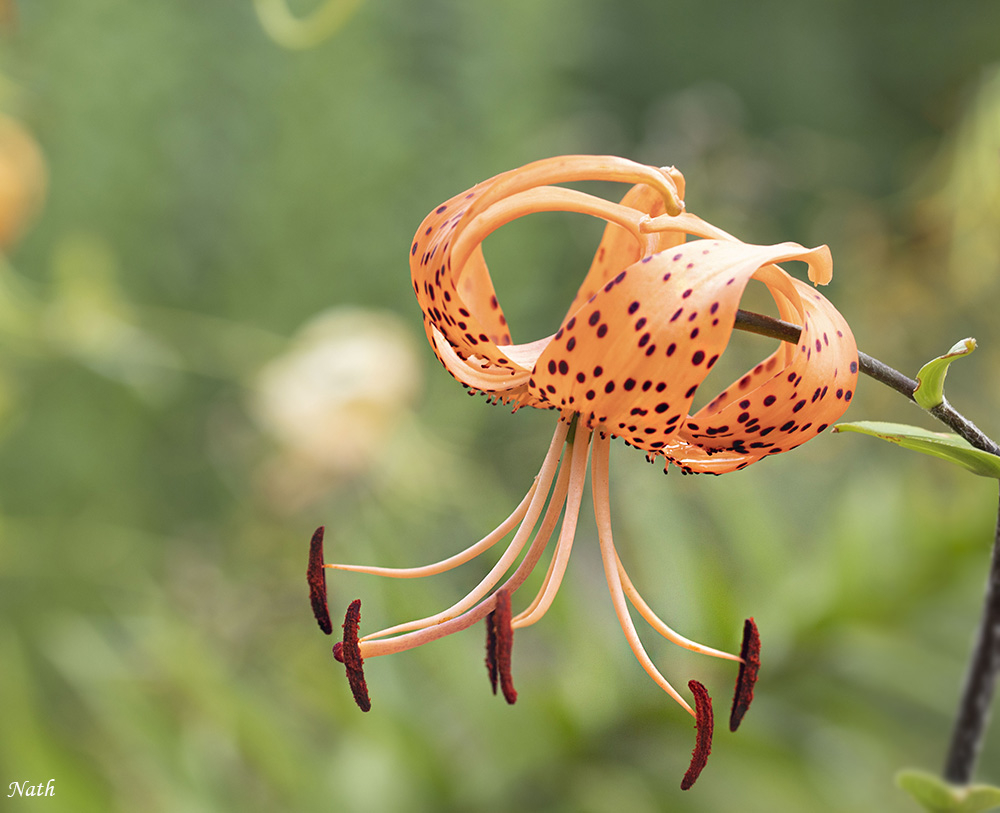 Fleur.jpg.e91cc9fd88bf84401778436726e7f470.jpg