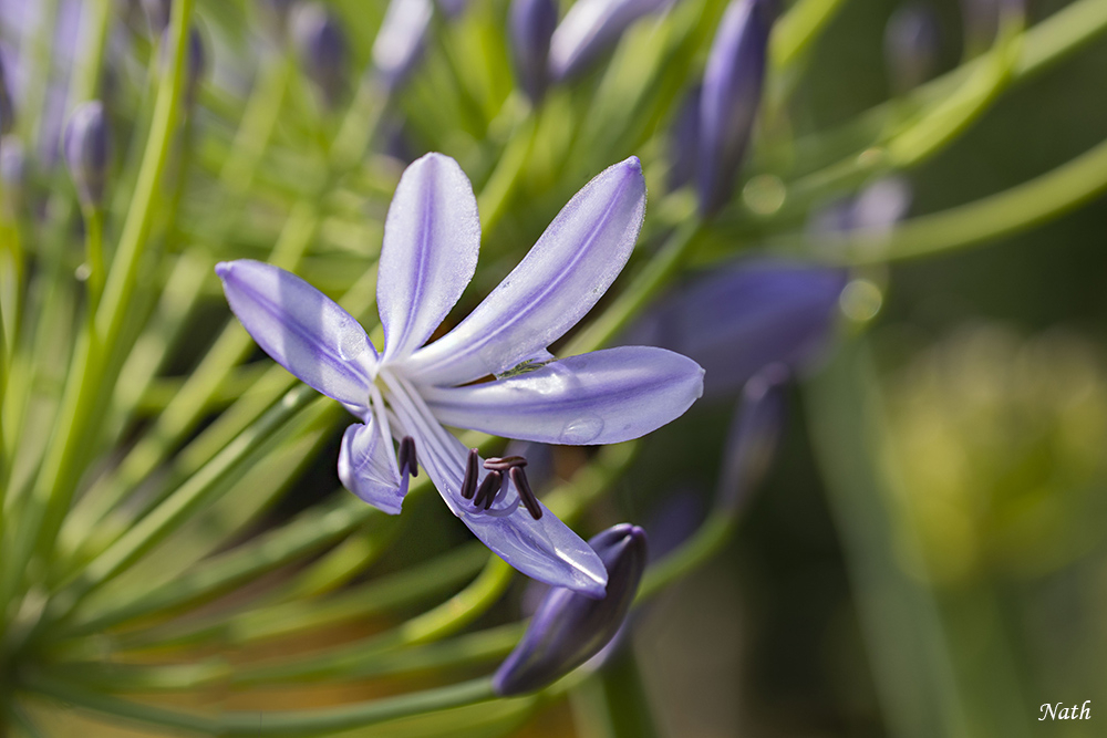 Fleur_5.jpg.7b00ca605f5de056d0336909bcd7b206.jpg