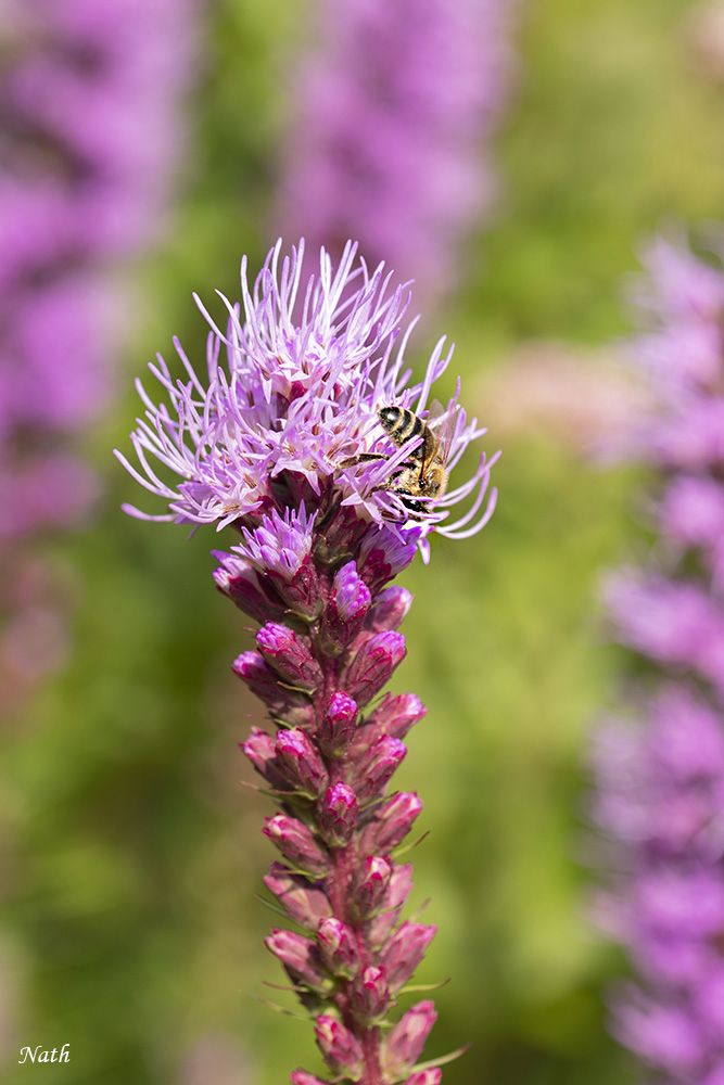 Fleur_7.jpg.d0682b7379967c4615b9ab7ff42cfce3.jpg