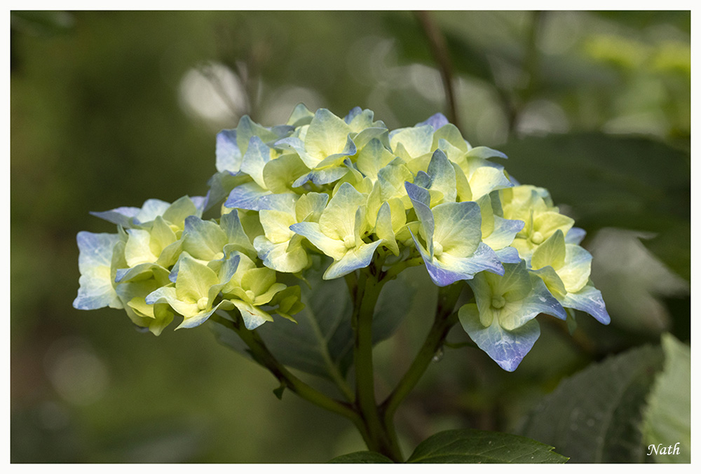 Hortensia_3.jpg.1de9b8b5373dbe3d12bd34c6ba6bc013.jpg