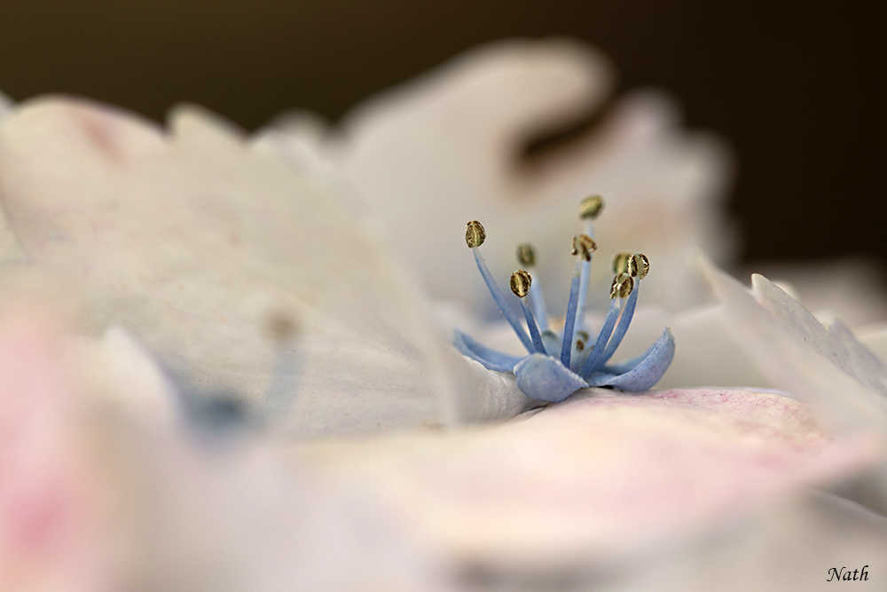 Hortensia_8.jpg.b28f8b75cb41a2202d0573df5eafd8a0.jpg