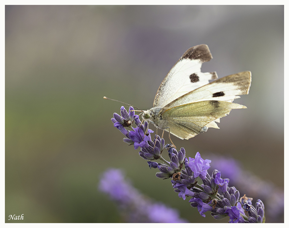 Papillon_3.jpg.0e59fe7cbfccd6d104d9f6ee871c945c.jpg