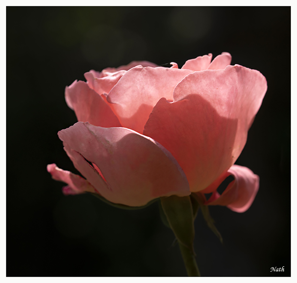 Rose_4.jpg.5708f00ab0bf3002d57d5917168a43af.jpg