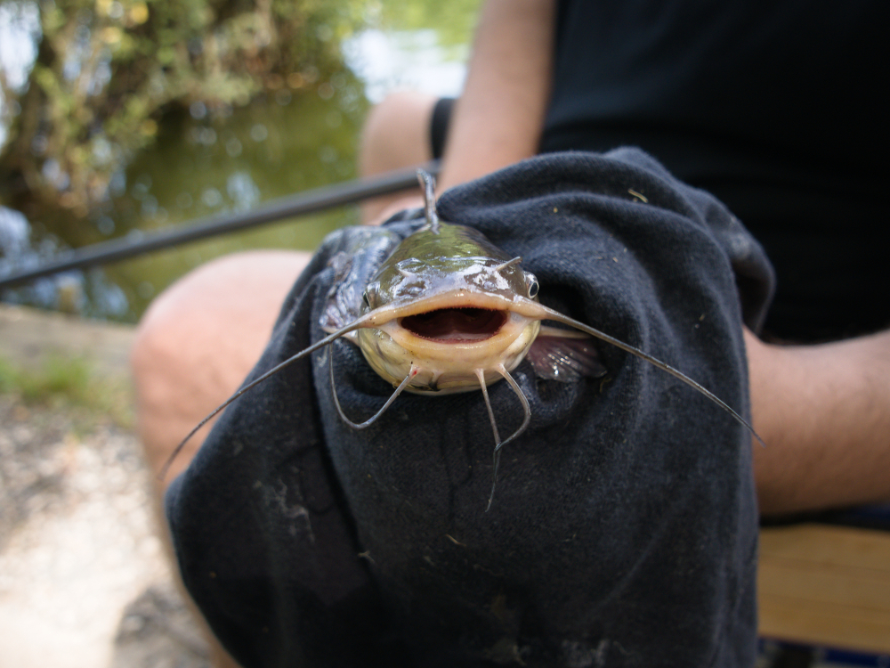 poissonchat.jpg.339a445d191b6de3e96fc50a14b23cde.jpg