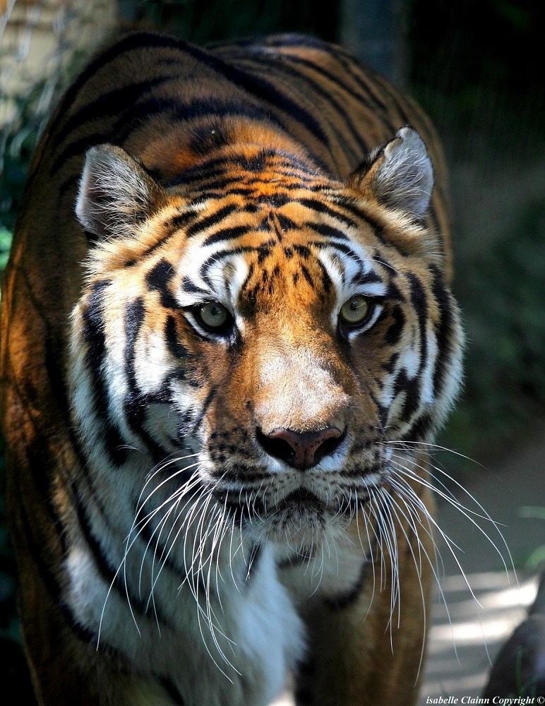 tigre.jpg