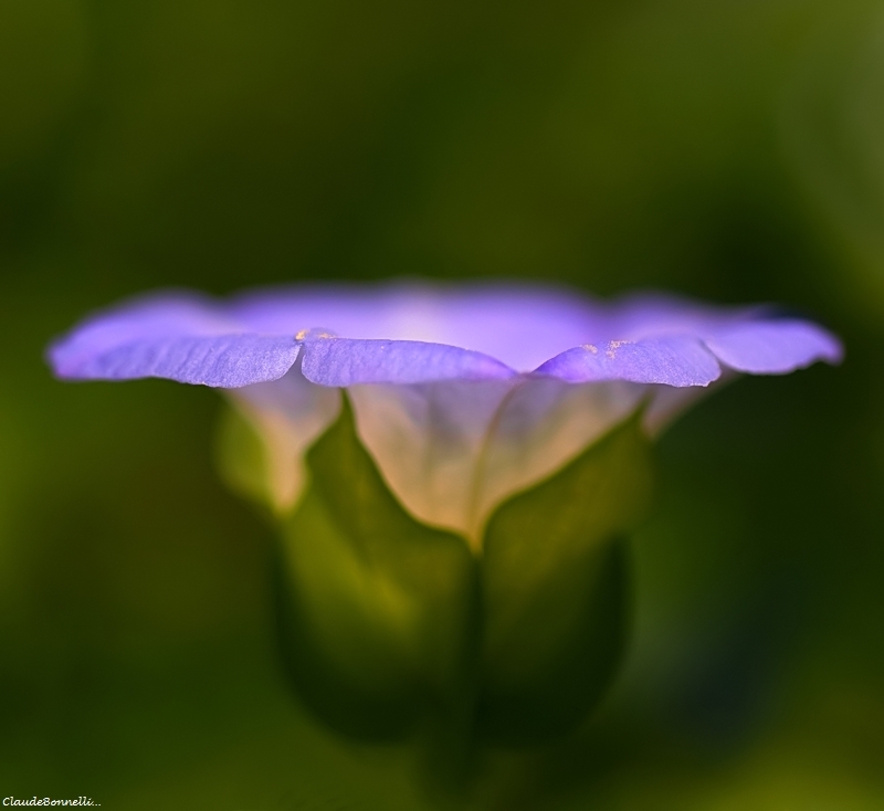 1-9786_filtered.jpg.88faceb789c13a3618f0a9148dd6f176.jpg
