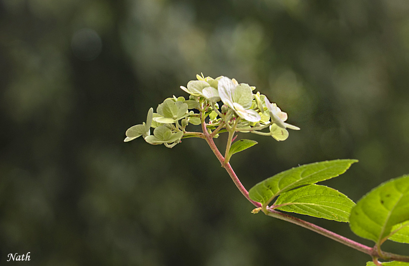 145061643_Hortensia_1.jpg.93e8be87264e820f093071a829636491.jpg